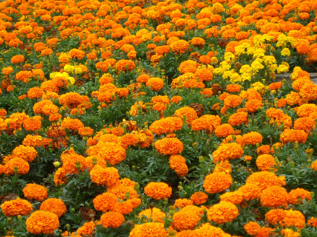 Marigold Extracts Phytexence
